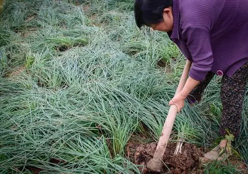 像葱又像蒜，北方很少人认识，出口日本成高端菜，被誉为菜中灵芝