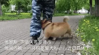 “俄罗斯唯一一只柯基警犬退休，奋斗了大半个汪生！”哈哈哈……