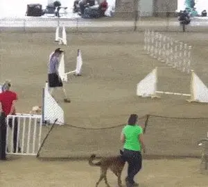 “俄罗斯唯一一只柯基警犬退休，奋斗了大半个汪生！”哈哈哈……