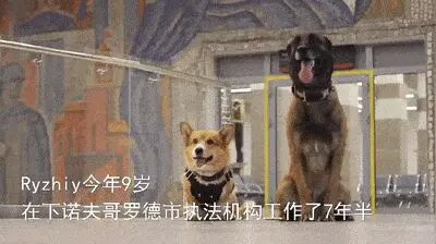 “俄罗斯唯一一只柯基警犬退休，奋斗了大半个汪生！”哈哈哈……