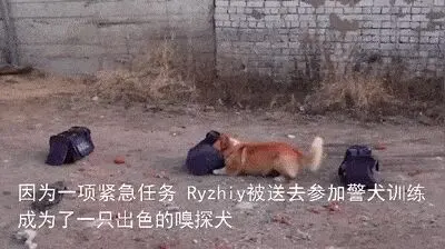 “俄罗斯唯一一只柯基警犬退休，奋斗了大半个汪生！”哈哈哈……