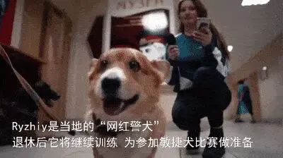 “俄罗斯唯一一只柯基警犬退休，奋斗了大半个汪生！”哈哈哈……