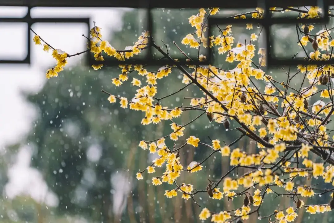 梅雪自古便争春