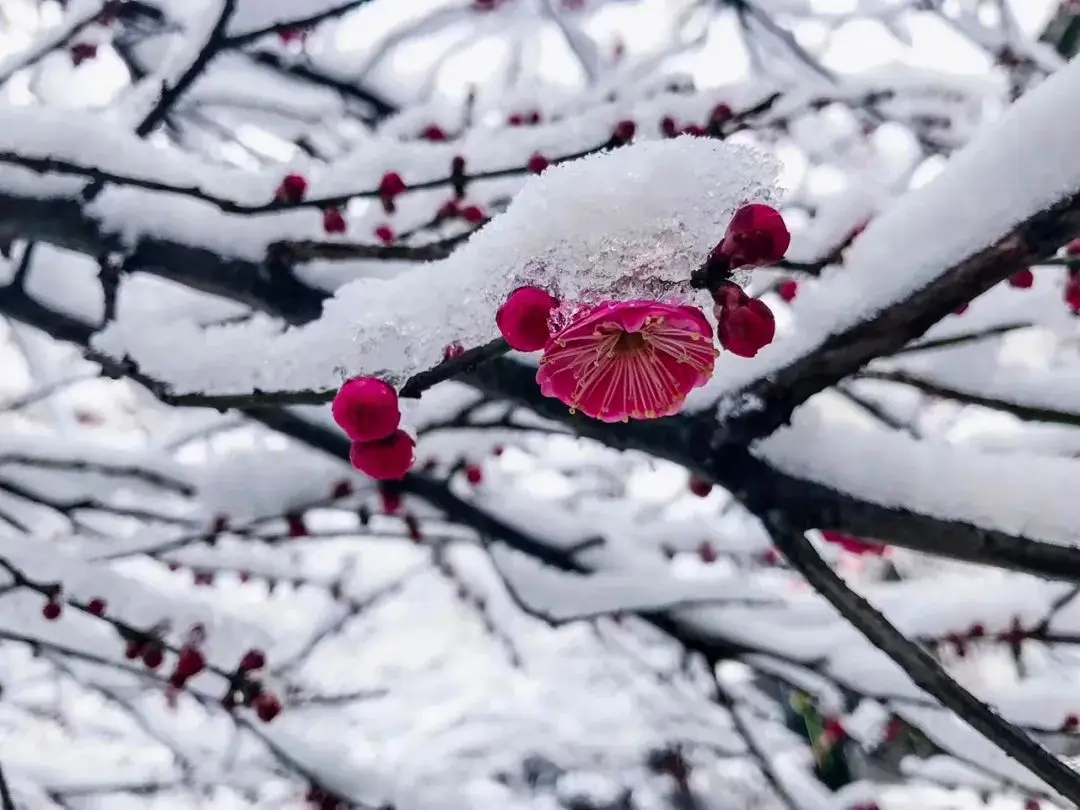 梅雪自古便争春