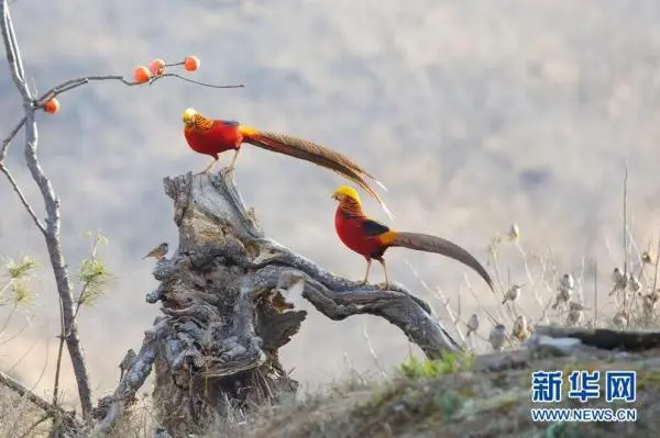 林间“凤凰”飞