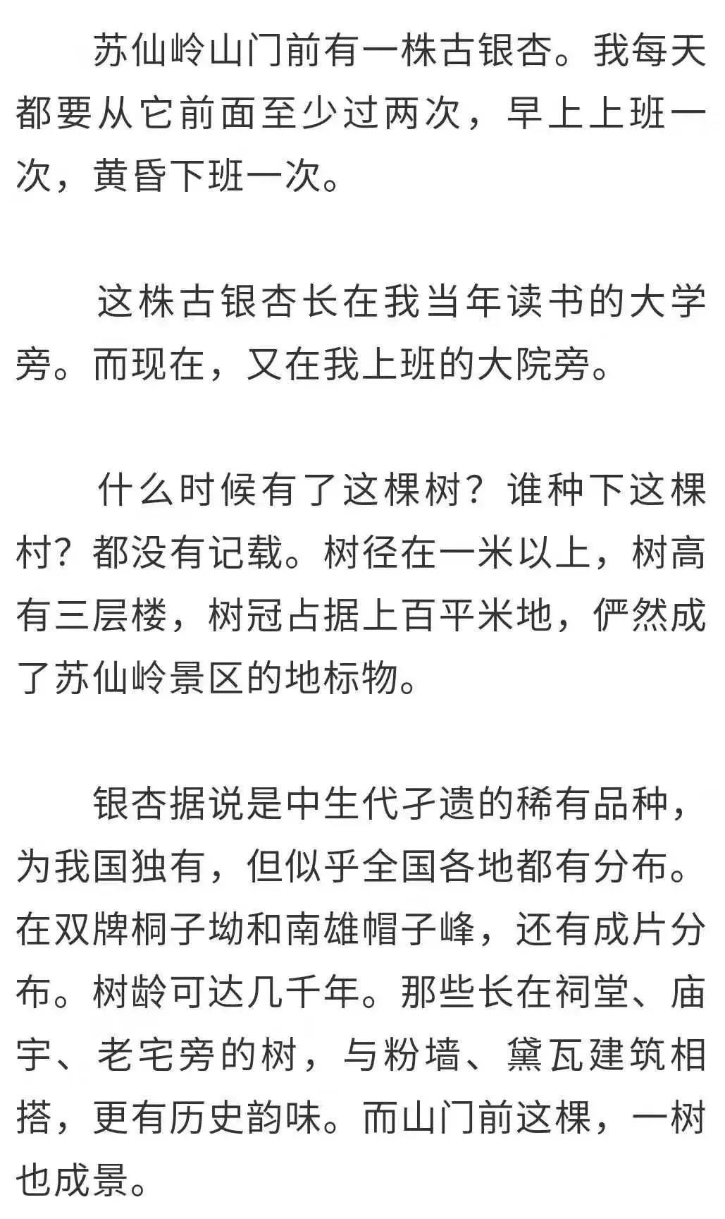 人生当如银杏，活成最灿烂的样子