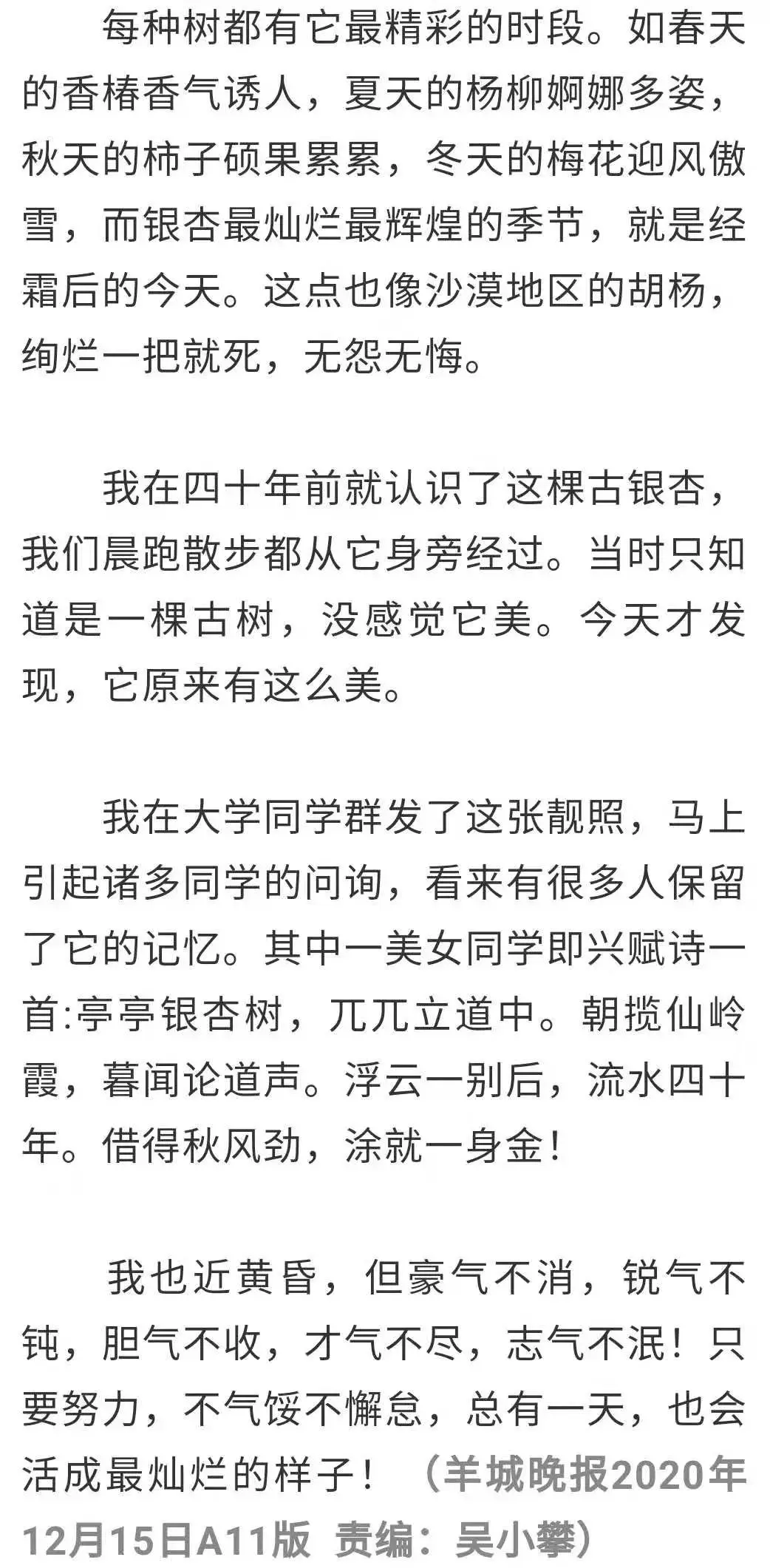 人生当如银杏，活成最灿烂的样子