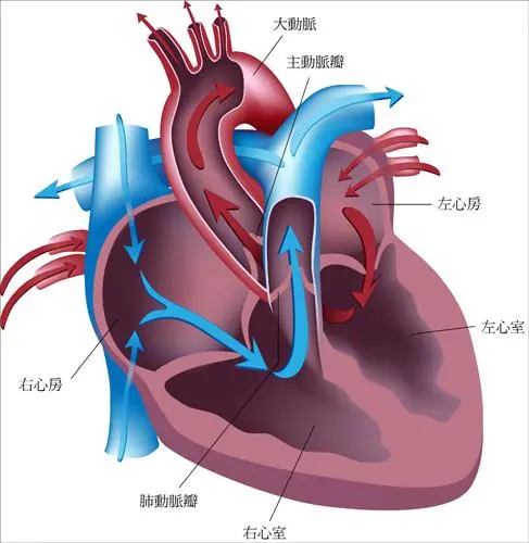 冬天不想努力，想冬眠？为什么人类不能冬眠，为你科普冬眠小知识