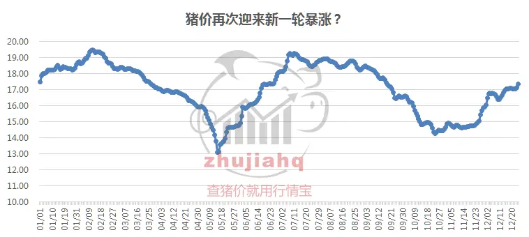 猪价暴涨！能否全面突破18元？明年猪价涨跌预测！