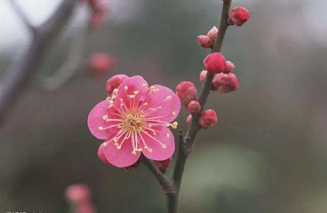 读睡诗词｜雪梅窗里桃花梦，人在天涯塞外风