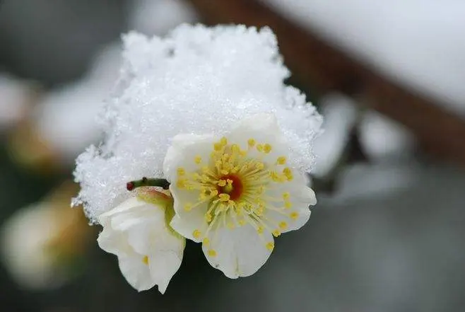 读睡诗词｜雪梅窗里桃花梦，人在天涯塞外风