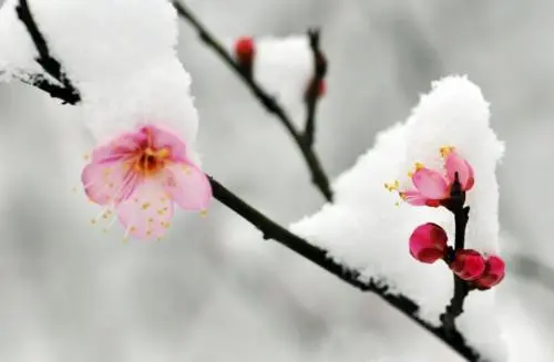 读睡诗词｜雪梅窗里桃花梦，人在天涯塞外风