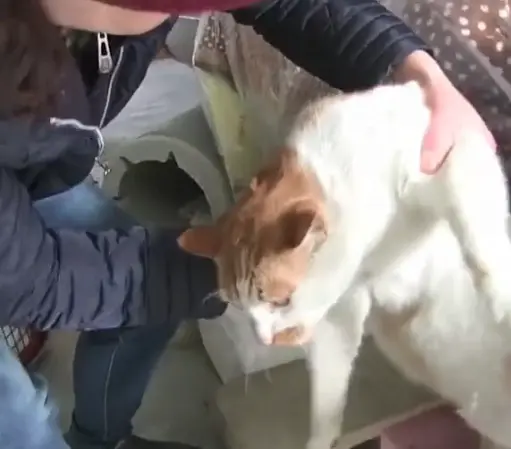 两只橘猫的爱情故事：你救我一命，我便用一生相随……