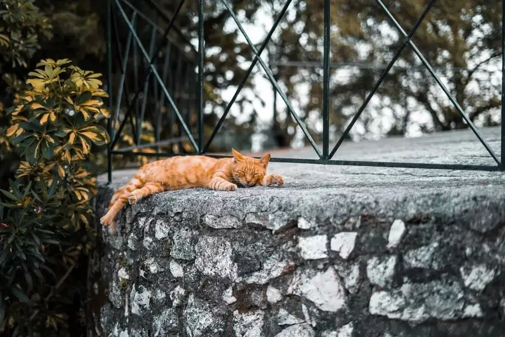 终于知道为什么“大橘为重”了！这些橘猫肯定充了气