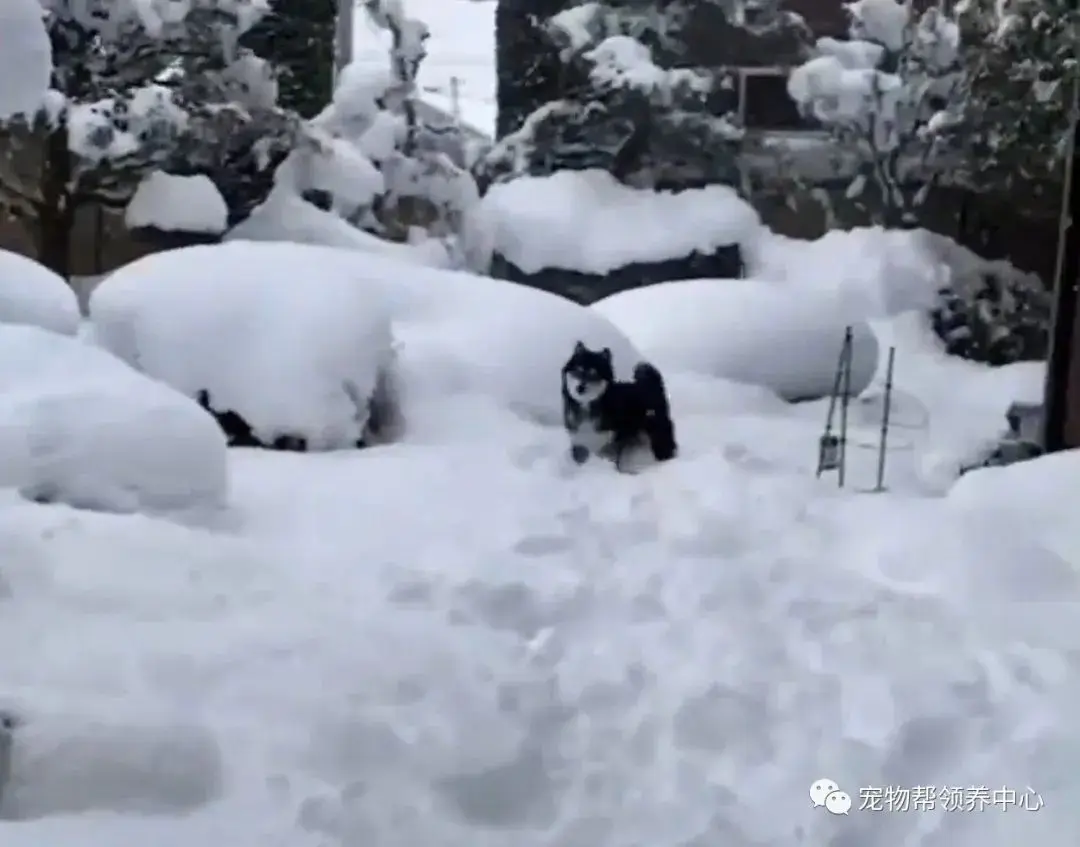 新闻报道暴风雪，网友却因“超萌屁股”成功歪楼：不愧是柴！