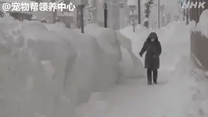 新闻报道暴风雪，网友却因“超萌屁股”成功歪楼：不愧是柴！