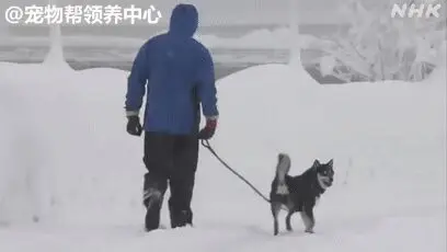 新闻报道暴风雪，网友却因“超萌屁股”成功歪楼：不愧是柴！