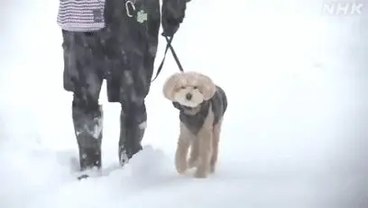 新闻报道暴风雪，网友却因“超萌屁股”成功歪楼：不愧是柴！