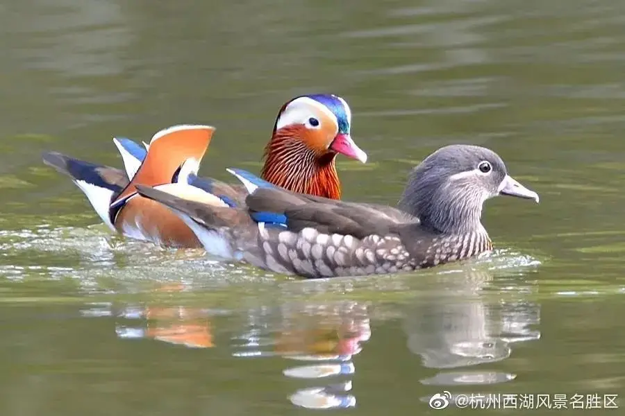 西湖的鸳鸯被撑死？这是伤害不是爱