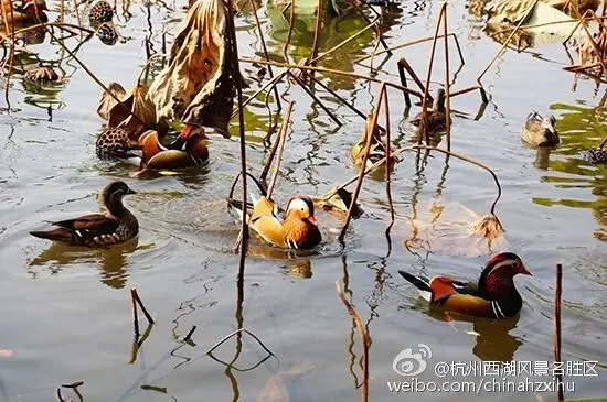 西湖的鸳鸯被撑死？这是伤害不是爱