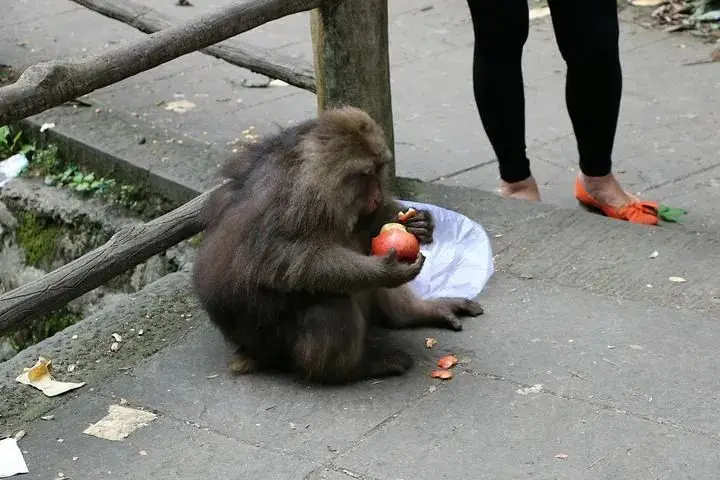 西湖的鸳鸯被撑死？这是伤害不是爱