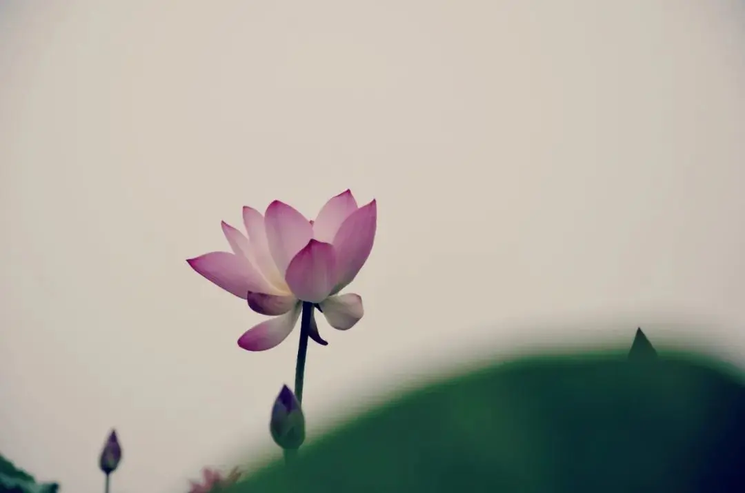 岁月缱眷，多少极致浪漫
