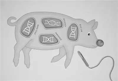 美国的基因编辑猪上市了：既能当肉吃，也能生产药物