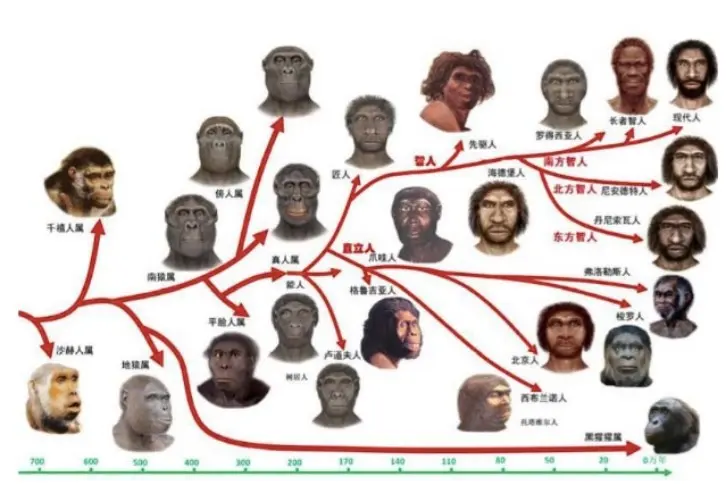 明明分为不同的人种，为何人类之间没有生殖隔离？