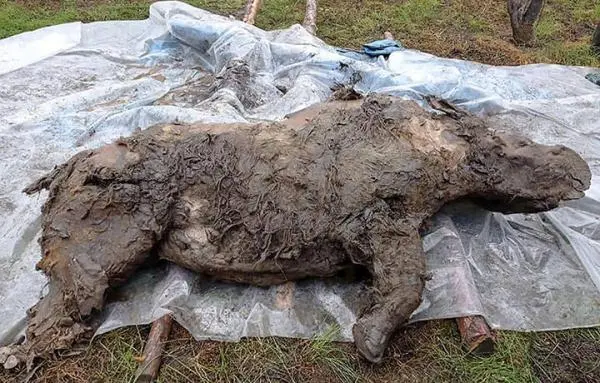 西伯利亚永久冻土层发现史前动物披毛犀 最后一餐仍保存完好