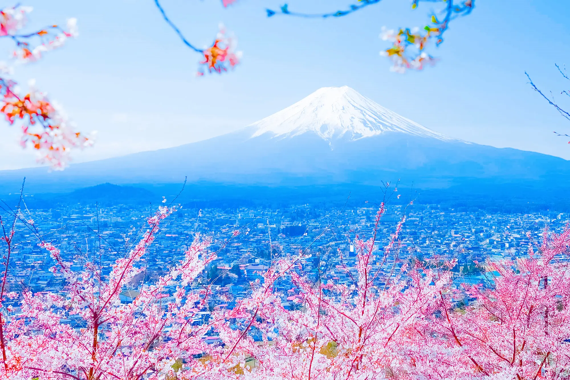 日本人有礼貌？当地华裔吐槽：都是骗人的