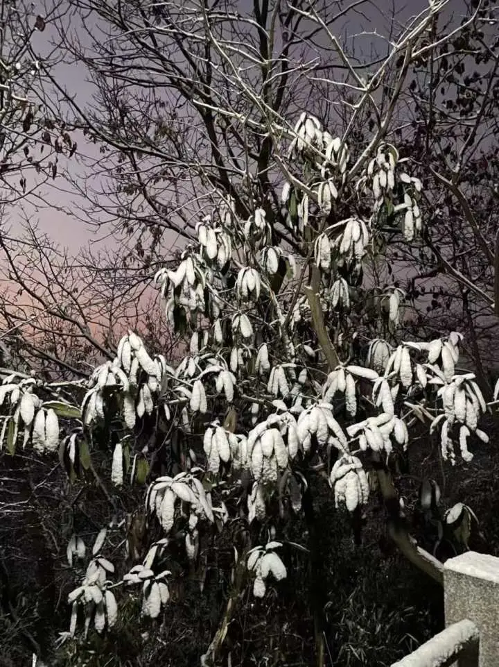 心动！昨晚错过下雪的别遗憾，雪后西湖的一大波美图来了