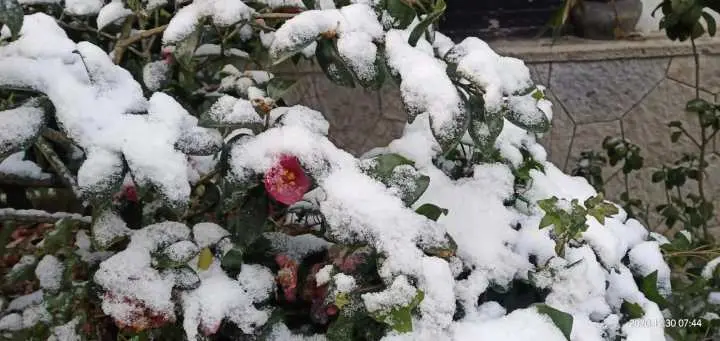 心动！昨晚错过下雪的别遗憾，雪后西湖的一大波美图来了