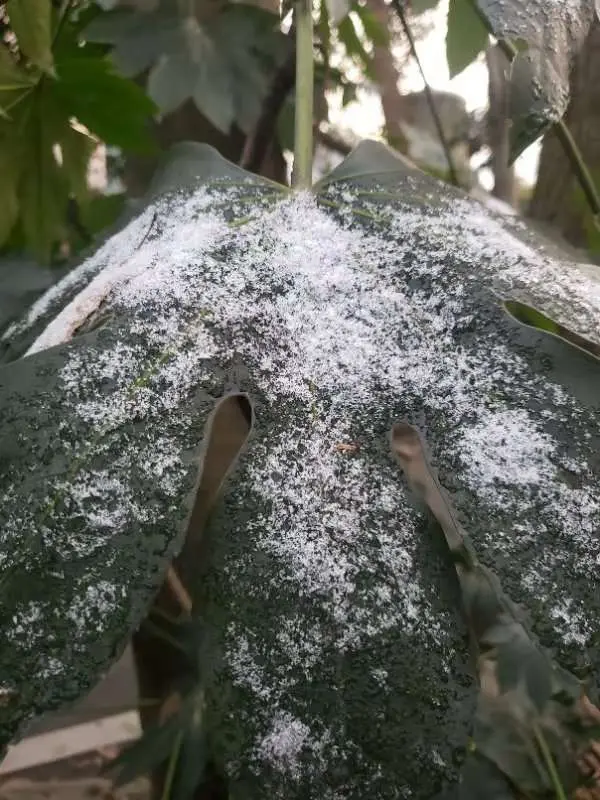 心动！昨晚错过下雪的别遗憾，雪后西湖的一大波美图来了