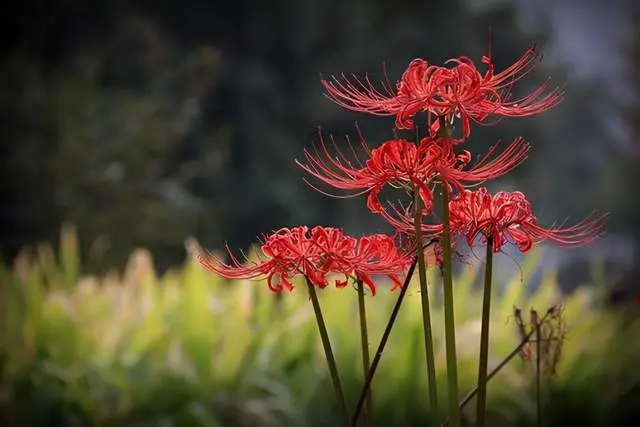 你的善良，要有点锋芒