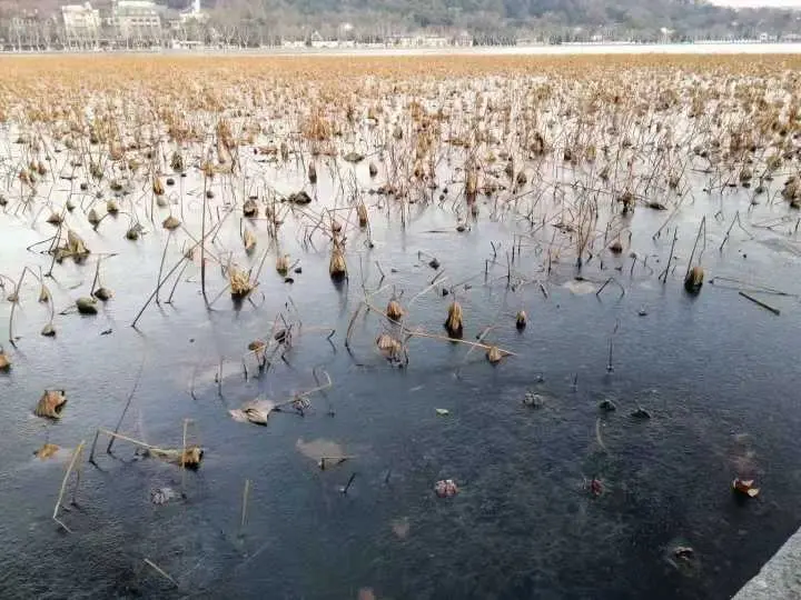 座标孤山，西湖结冰了