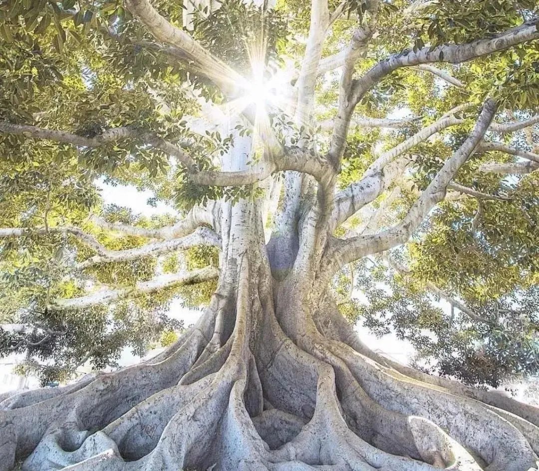 你的缺陷，是你彰显荣耀的方式