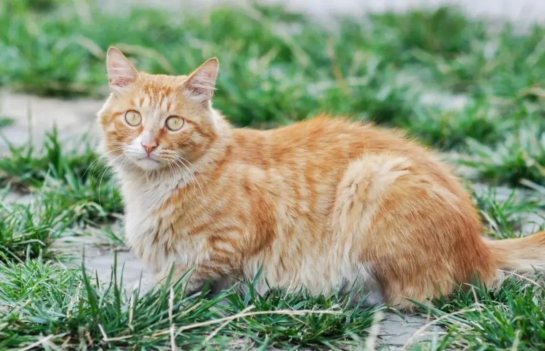 若你遇到耳朵少了一块的流浪猫，请一定要善待它们