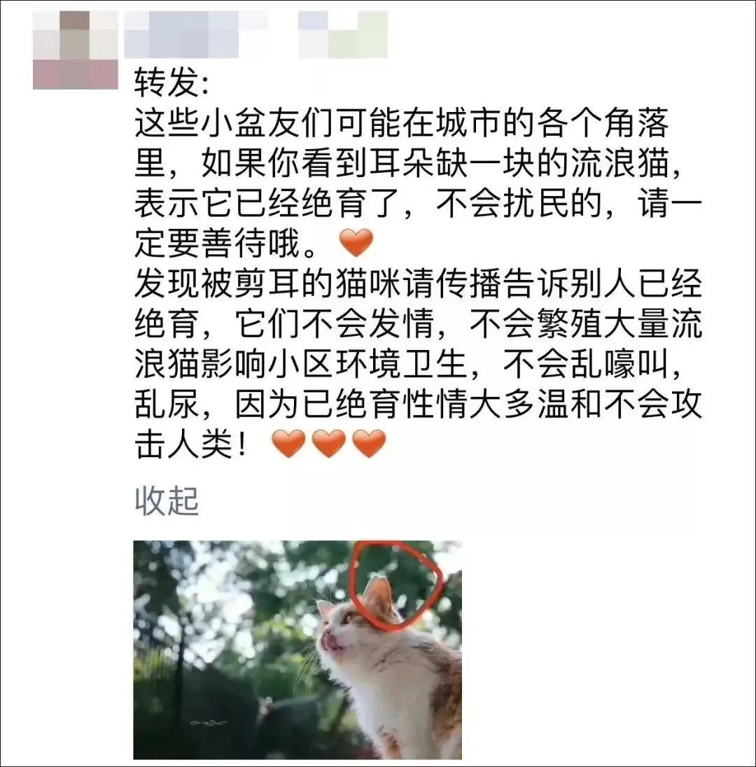 若你遇到耳朵少了一块的流浪猫，请一定要善待它们