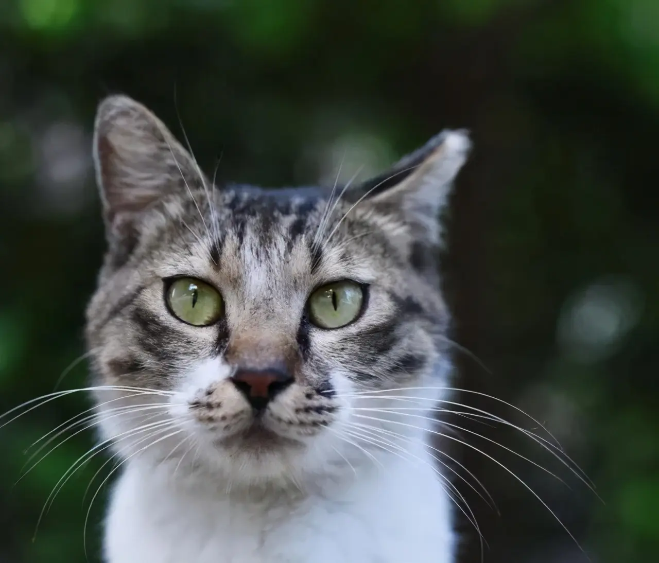 若你遇到耳朵少了一块的流浪猫，请一定要善待它们