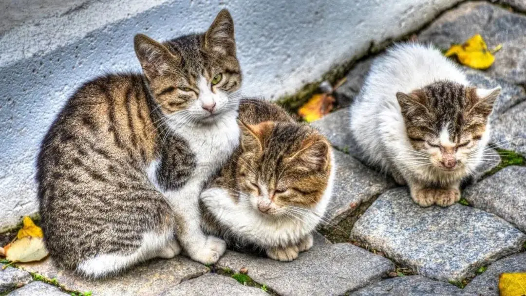 若你遇到耳朵少了一块的流浪猫，请一定要善待它们