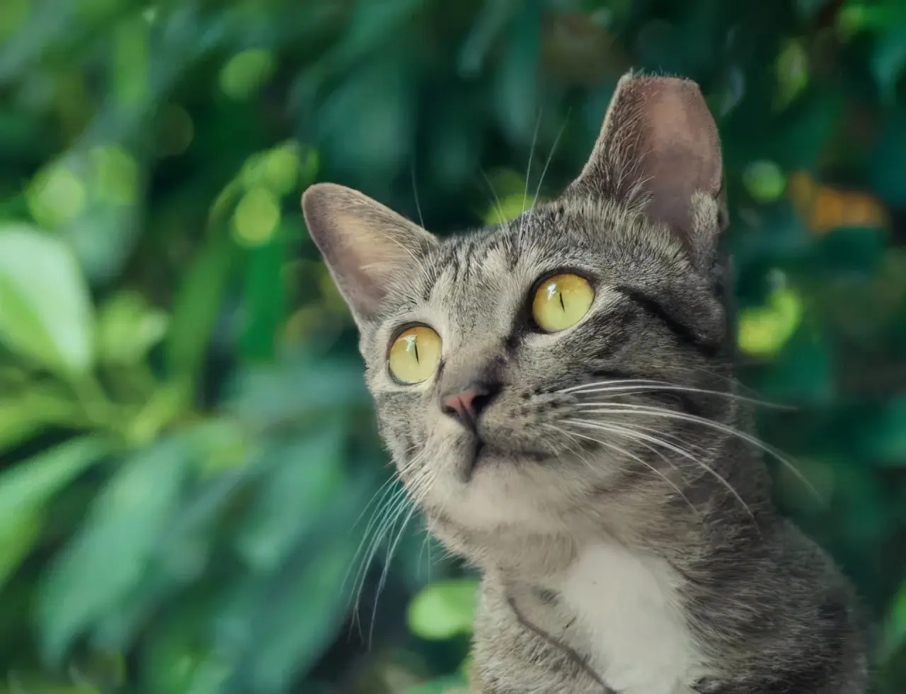 若你遇到耳朵少了一块的流浪猫，请一定要善待它们