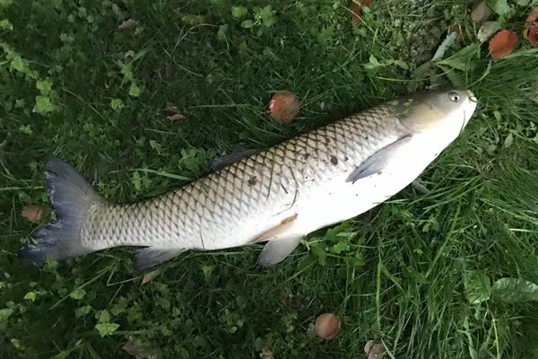 夏季雨天钓鱼，钓底还是钓浮？牢记这个法则，鱼儿连竿上！