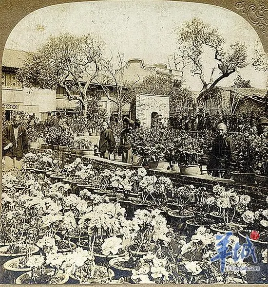 司馬缸說｜年味與花香百年情緣：老廣為何對“行花街”如此執迷？