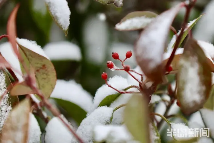 雪后岛城 身边皆景