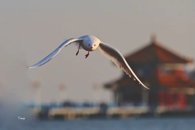 海鸥飞翔在浮光跃金的海面上