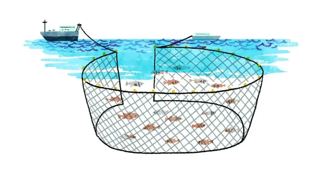 每年数百万个濒危海洋生物都进了这张网……