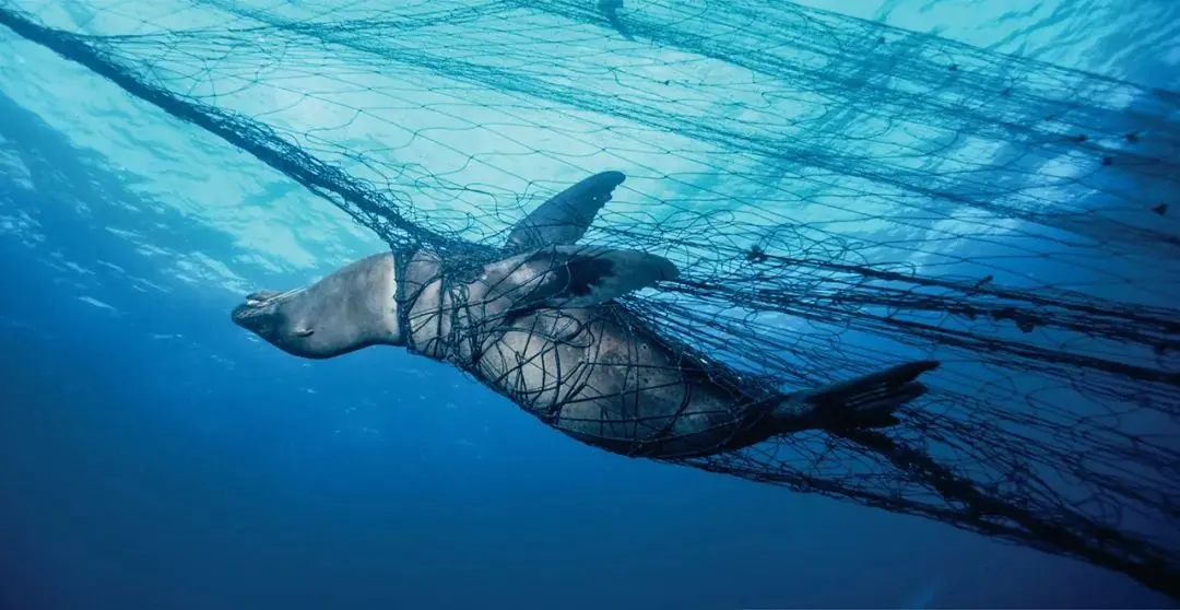 每年数百万个濒危海洋生物都进了这张网……