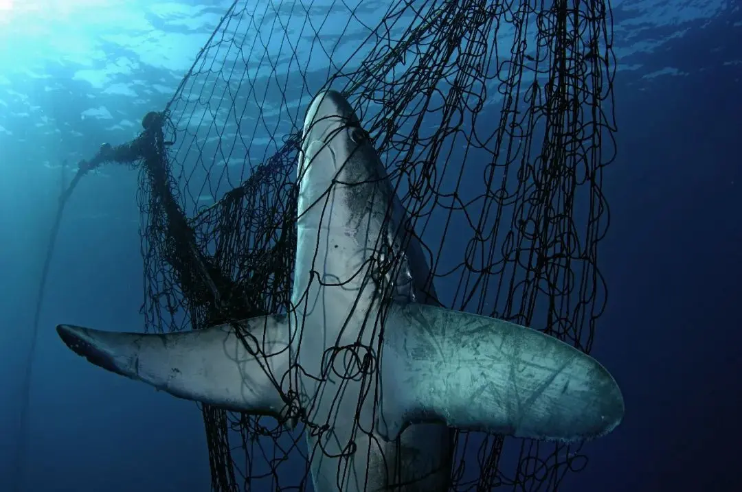 每年数百万个濒危海洋生物都进了这张网……