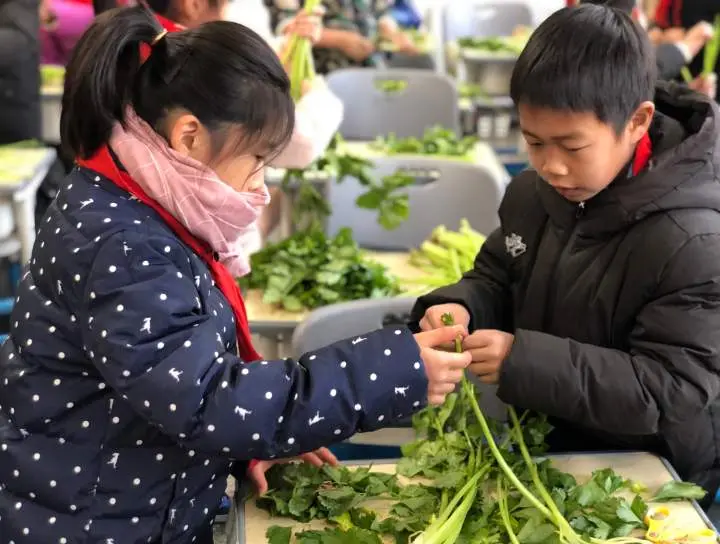 理豆芽、择芹菜……这场劳动技能大比拼有爱有温度！