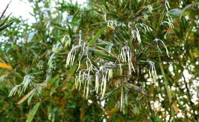 竹子开花百年难遇，可是为何民间会认为竹子开花是凶兆